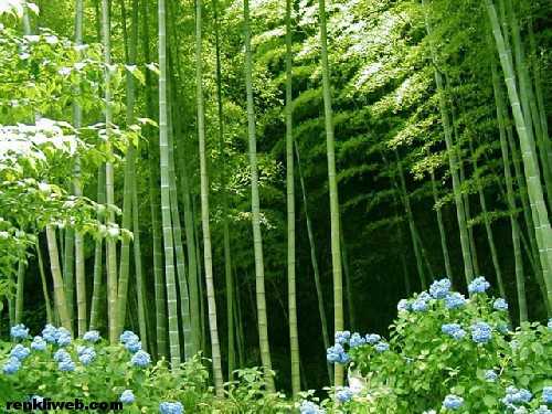 ağaç, bitki, bambu