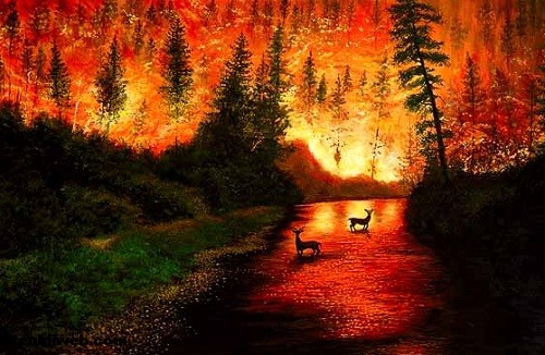 orman, ağaç, yangın